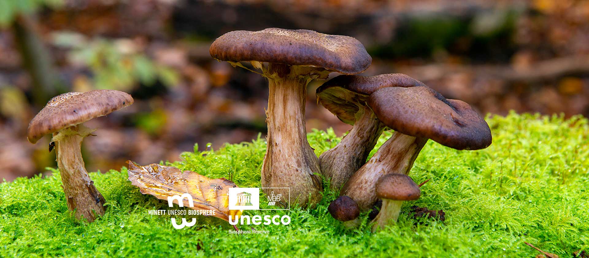 minett unesco biosphere
